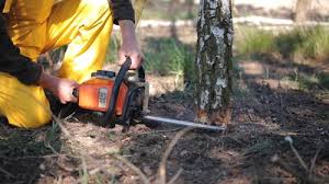 Best Tree Planting Services  in Littlestown, PA